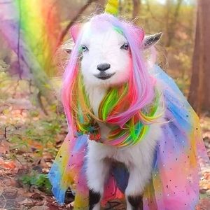 Meet your Posher, Brandie